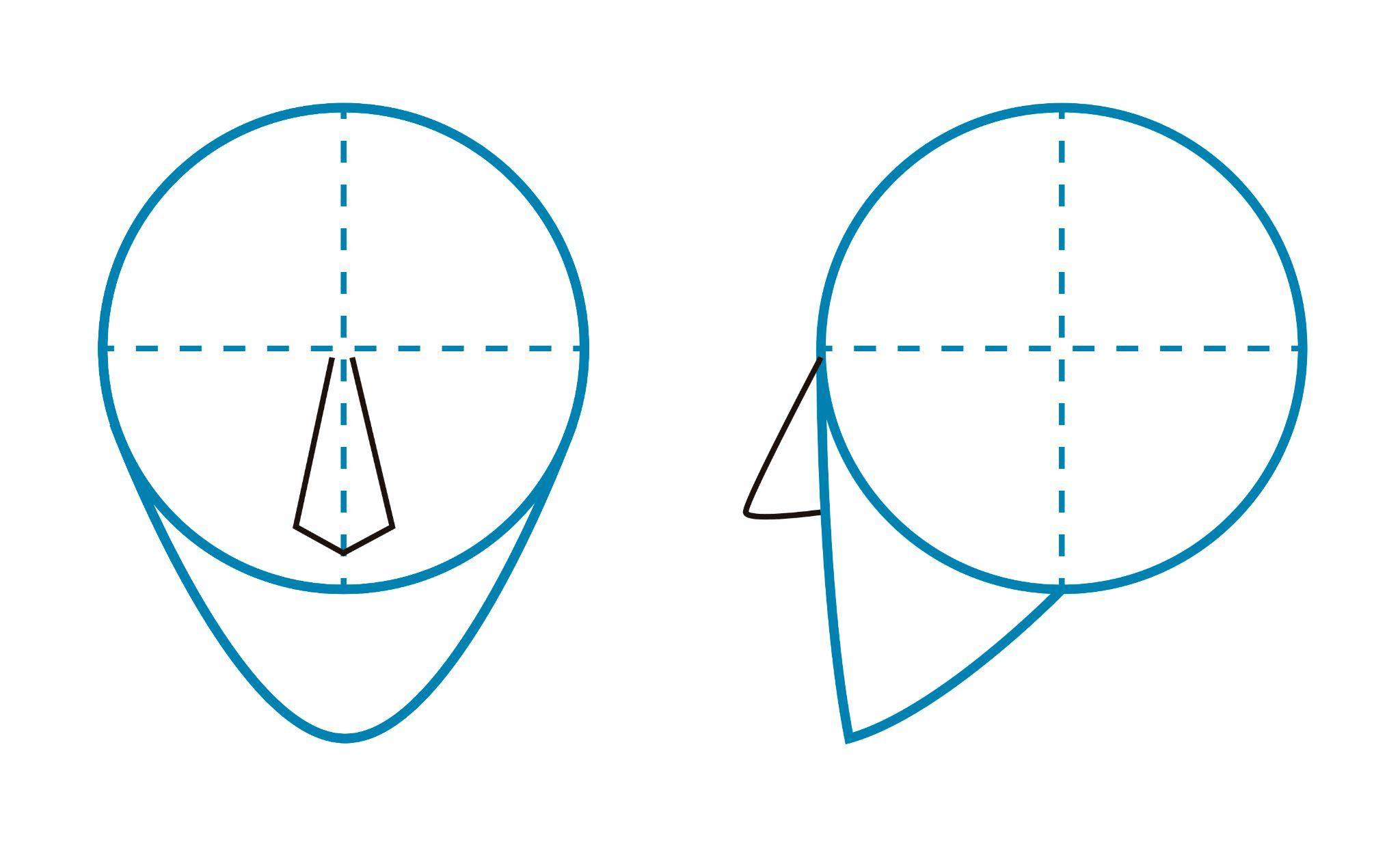 Estructura de la cabeza humana de frente y perfil